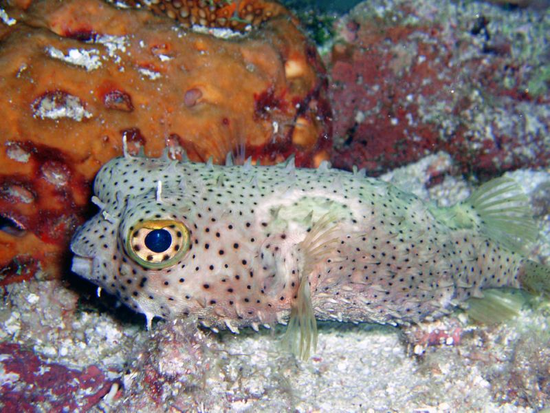 bridled burrfish